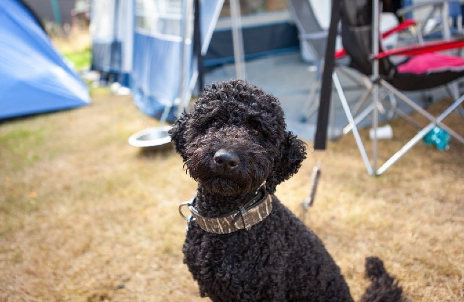 Vakantie met hond Belgisch Limburg